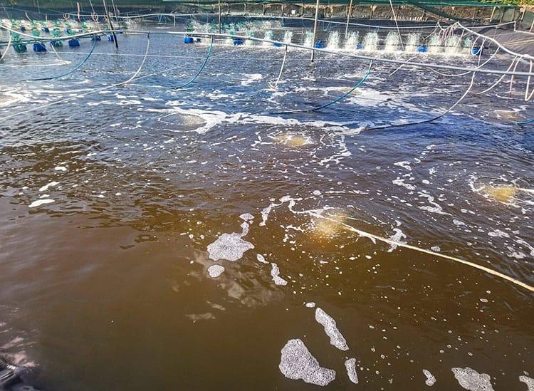 Alternative view of BIO BZT CLEAR VIBRIO - TÔM