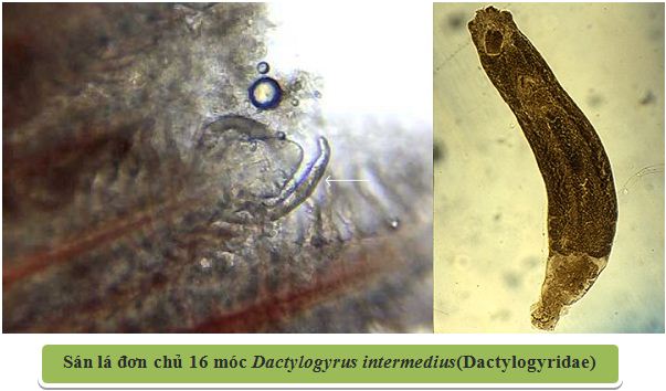 Alternative view of PRAZI -BON -QC