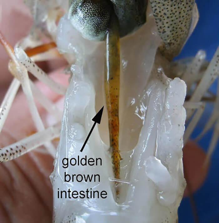 Alternative view of PRAZI- BON - TÔM