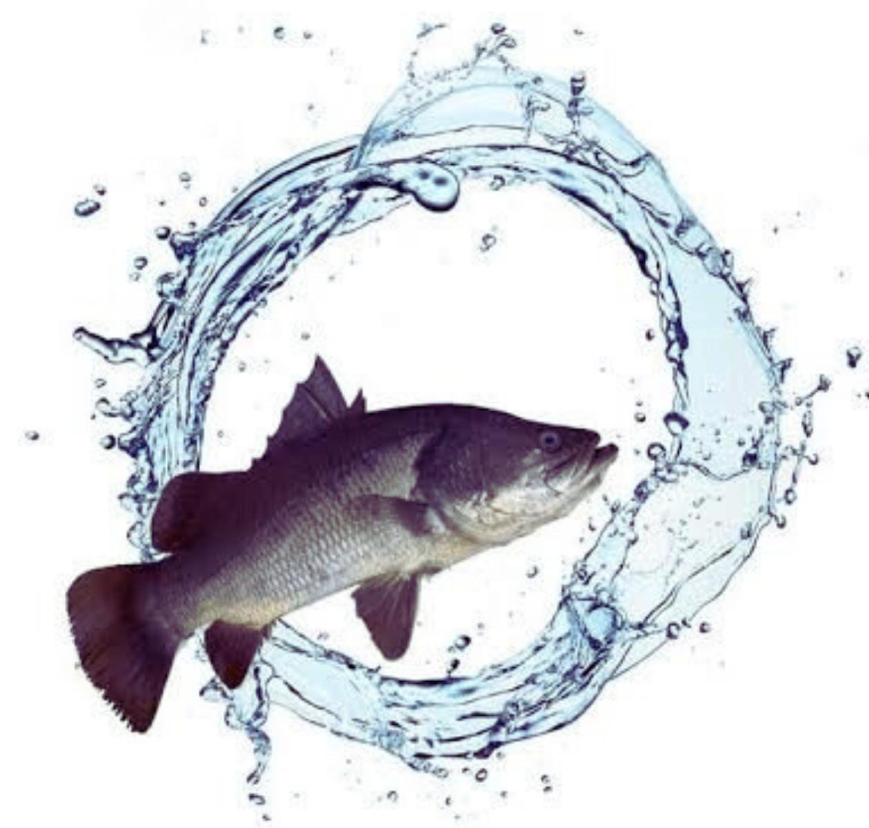 Alternative view of C300 PRO (C TẠT) - CÁ