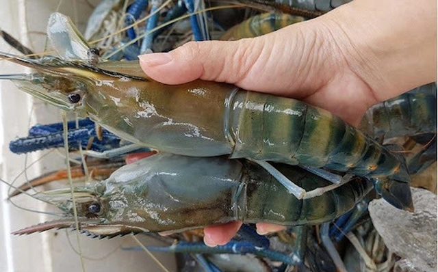 Alternative view of BIO BZT CLEAR aqua